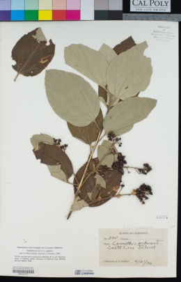 Ceanothus arboreus image