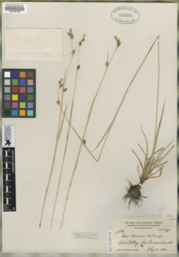 Carex abramsii image