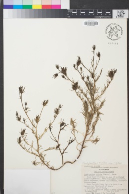 Image of Cordylanthus rigidus