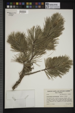 Arceuthobium californicum image