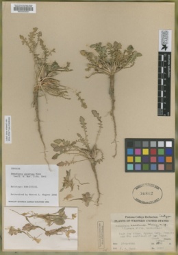 Oenothera cavernae image