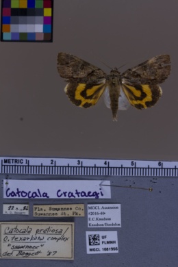 Image of Catocala crataegi