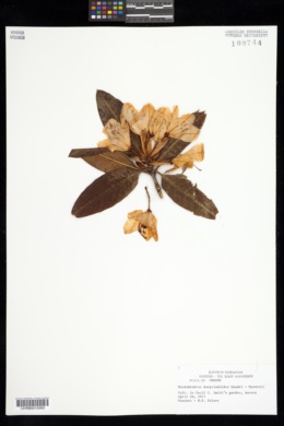 Image of Rhododendron dasycladoides