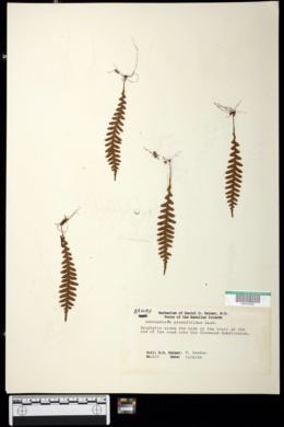 Adenophorus pinnatifidus image