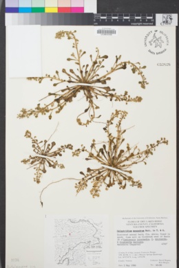 Image of Calyptridium monandrum