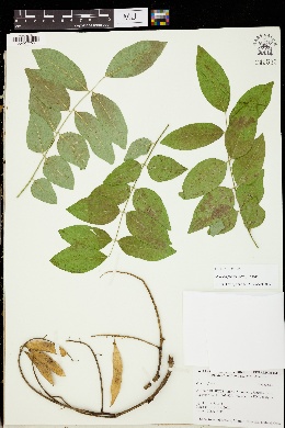 Image of Maackia floribunda
