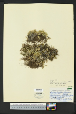 Selaginella densa var. scopulorum image