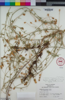 Calystegia macrostegia subsp. intermedia image