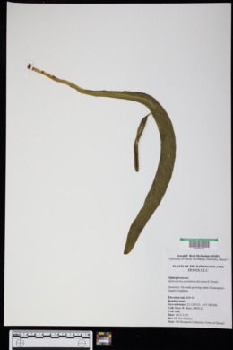 Ophioderma pendulum subsp. falcatum image