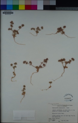 Chorizanthe clevelandii image
