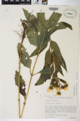 Helianthus × laetiflorus image