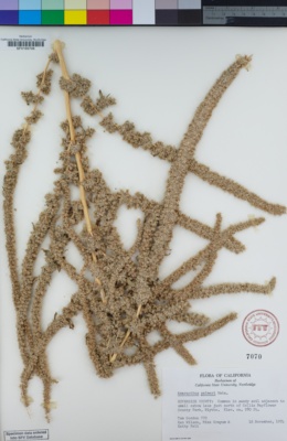 Image of Amaranthus palmeri