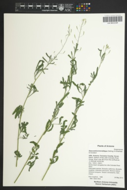 Descurainia brevisiliqua image