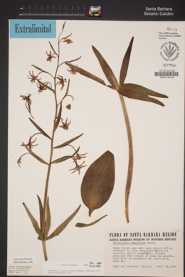 Image of Fritillaria brandegeei