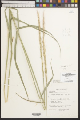 Image of Elymus × saundersii