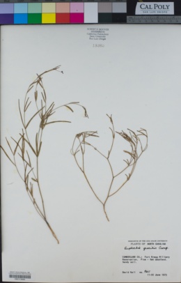 Euphorbia gracilis image