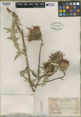 Cirsium trachylomum image