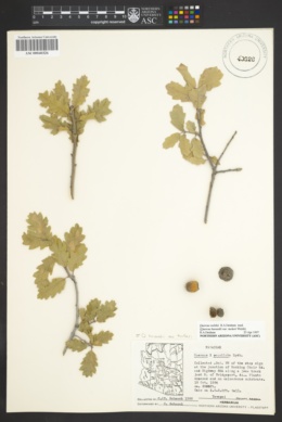 Quercus havardii var. tuckeri image