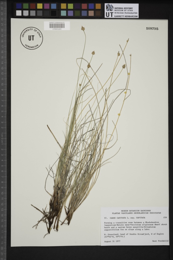 Carex capitata subsp. capitata image