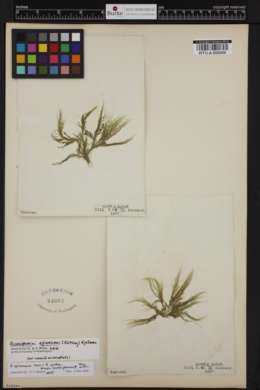 Acrosiphonia arcta image