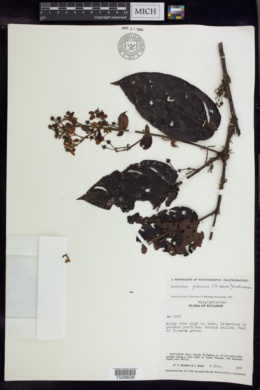 Banisteriopsis pubescens image