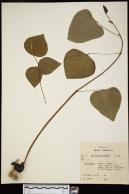 Image of Erythrina eggersii