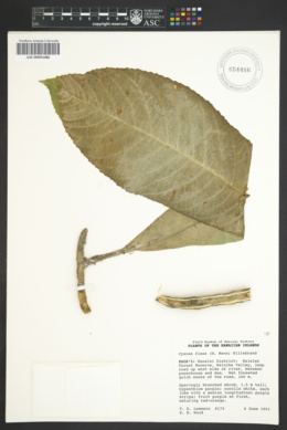Image of Cyanea fissa