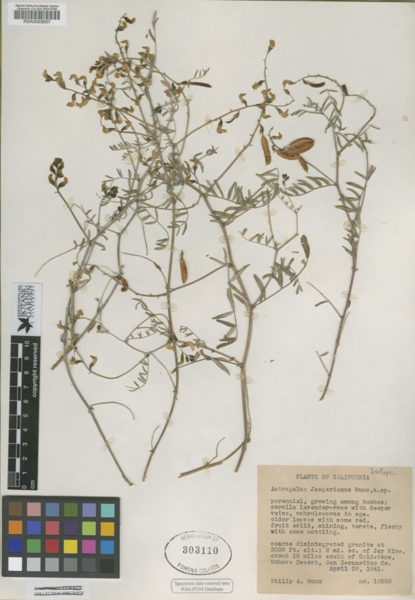 Astragalus jaegerianus image