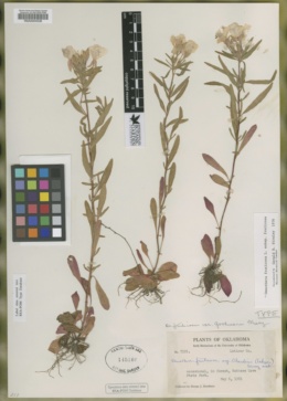 Oenothera fruticosa var. goodmanii image