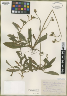 Image of Hieracium flagellare