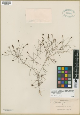 Pectis linifolia image
