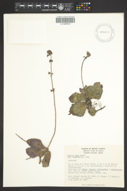 Salvia nana image