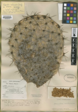Opuntia cochinera image