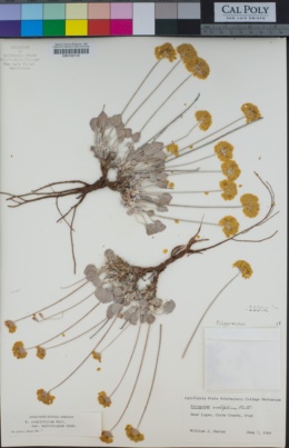 Eriogonum ovalifolium image