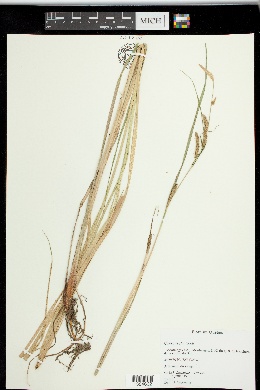 Carex recta image