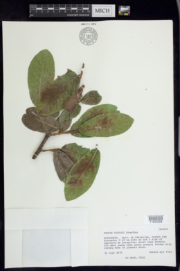 Image of Prunus zinggii