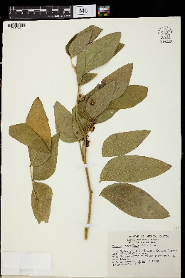 Cassia densiflora image