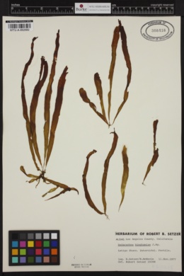 Petalonia binghamiae image