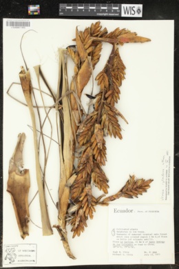Image of Vriesea cylindrica