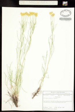 Picradenia richardsonii image