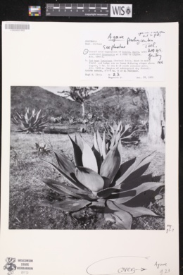Agave pachycentra image