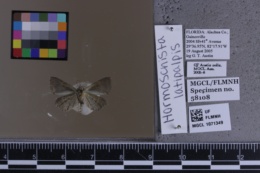 Hormoschista latipalpis image