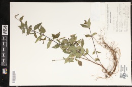 Cuphea nitidula image