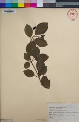 Image of Amelanchier canadensis