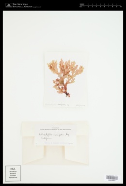 Callophyllis variegata image