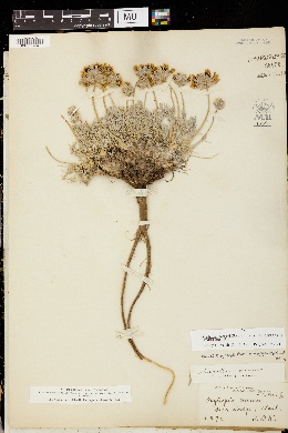 Oxytropis besseyi var. argophylla image