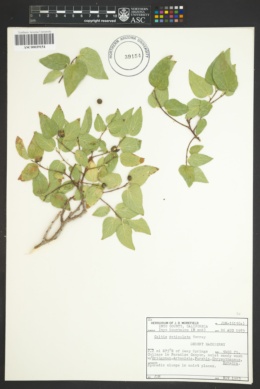 Celtis laevigata var. reticulata image