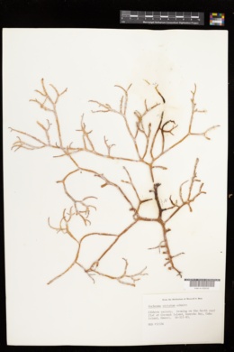 Kappaphycus striatus image