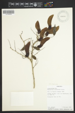 Machaerium arboreum image