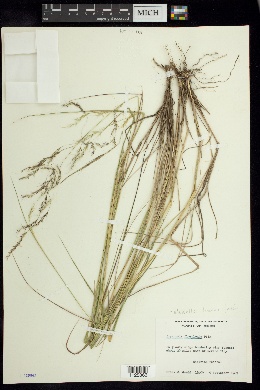 Image of Oryzopsis florulenta